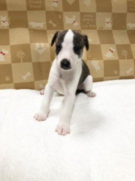 ウィペット【大阪府・男の子・2021年9月20日・ホワイト&ブリンドル】の写真「知的なスプリンター」