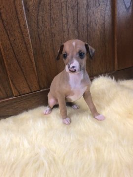 イタリアングレーハウンド【大阪府・男の子・2020年11月17日・レッド&ホワイト】の写真「3兄弟の中の末っ子」