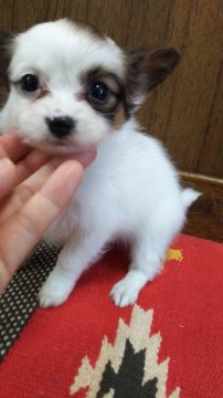 パピヨン【大阪府・女の子・2016年10月2日・ホワイト&ブラウン】の写真「ちょっぴり片パンチ？個性派女のコ☆」