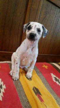 ダルメシアン×ウイペット【大阪府・男の子・2019年12月5日・ホワイト&ブラック】の写真「個性派必見！」