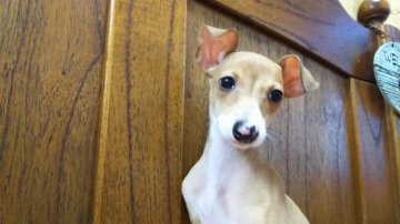 イタリアングレーハウンド【大阪府・女の子・2017年7月1日・レッド&ホワイト】の写真「待望の女の子ですよ！」