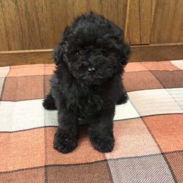 トイプードル(タイニー)【大阪府・女の子・2022年11月1日・ブラック】の写真「モコモコっ娘！お父ちゃんチャンピオン」