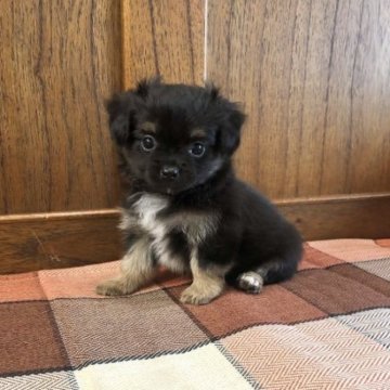 パピヨン×チワワ【大阪府・女の子・2023年7月5日・ブラックタン】の写真「私お祈り出来るよ！」