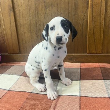 ダルメシアン【大阪府・女の子・2024年8月22日・ホワイト&ブラック】の写真「ファンタスティックな世界にようこそ！」