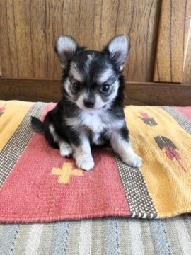 チワワ(ロング)【大阪府・男の子・2021年5月31日・ブラックホワイト&タン】の写真「凛々しい歌舞伎顔」