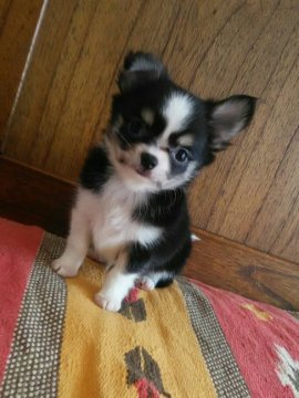 チワワ(ロング)【大阪府・女の子・2020年3月27日・ブラックタン&ホワイト】の写真「遊びもご飯も大好き！活発女子」