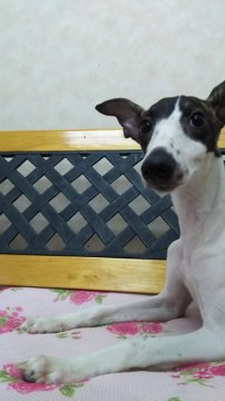 ウィペット【大阪府・男の子・2016年1月15日・ホワイト&ブリンドル】の写真「父犬・・チャンピオン多数の最優良血統」