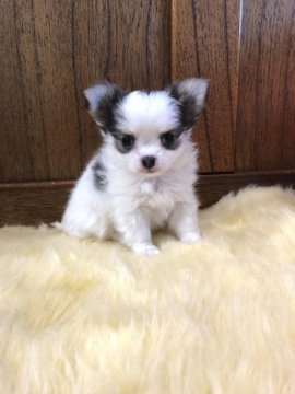 チワワ(ロング)【大阪府・女の子・2020年11月26日・ホワイト&ブルー】の写真「お鼻ぺったん短足娘」