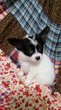 パピヨン【大阪府・女の子・2017年7月20日・トライ】の写真「おすまし顔の美犬さん。」