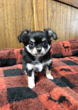 チワワ(ロング)【大阪府・男の子・2021年10月20日・ブラックタン&ホワイト】の写真「元気一発愛想百発」