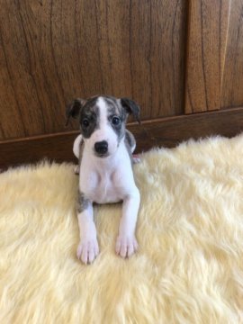 ウィペット【大阪府・女の子・2021年2月21日・ホワイト&ブリンドル】の写真「綺麗なブリンドル柄」