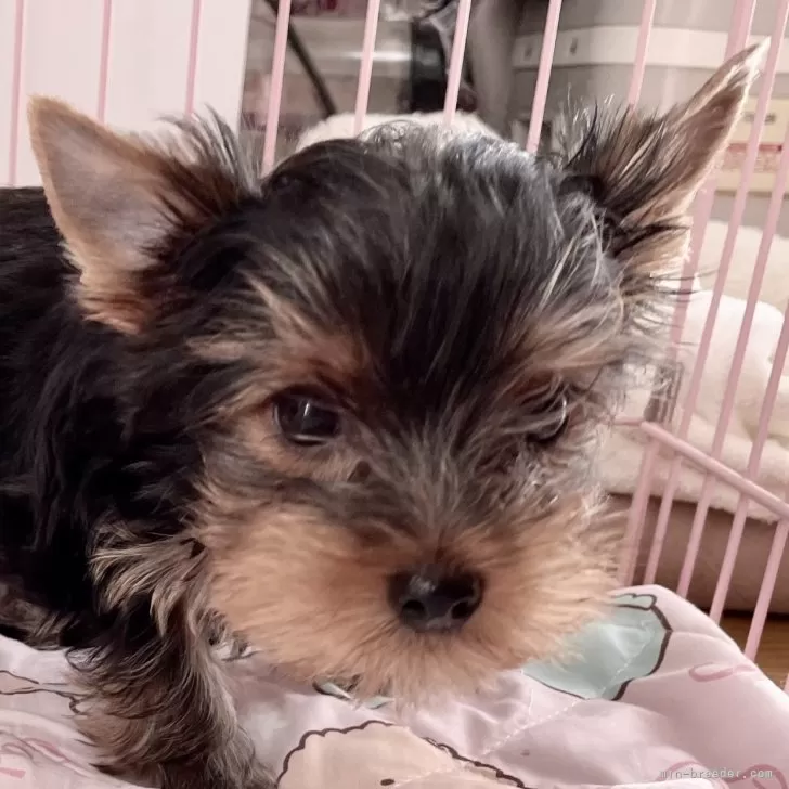 ID:2503-01114の子犬