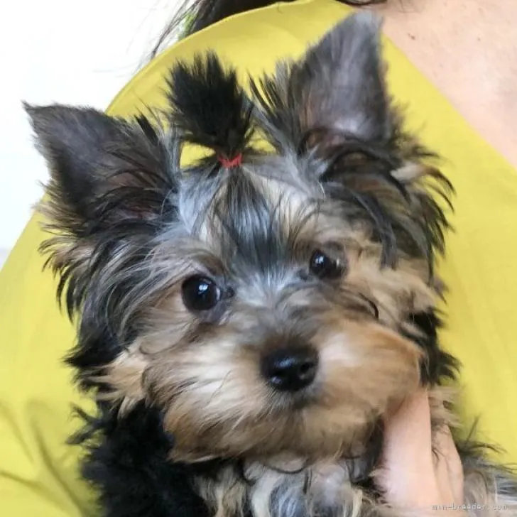 ID：2208-01857の子犬