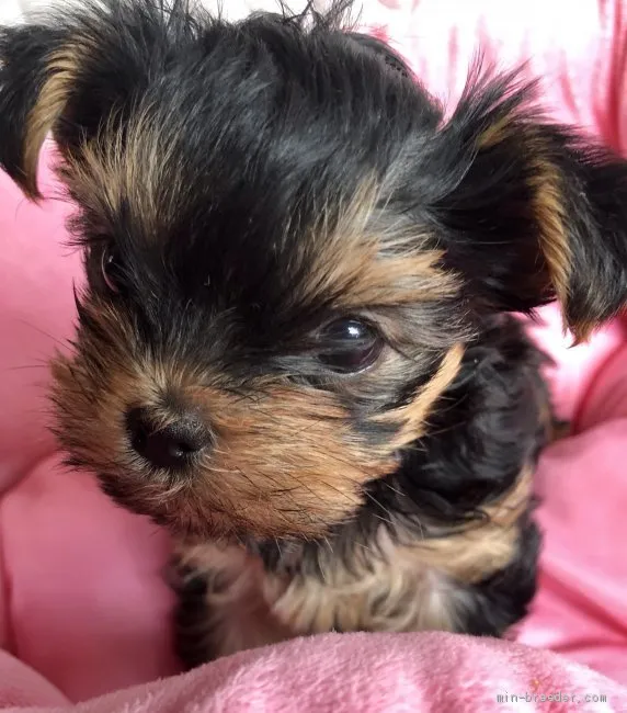 K.A 様のお迎えした子犬