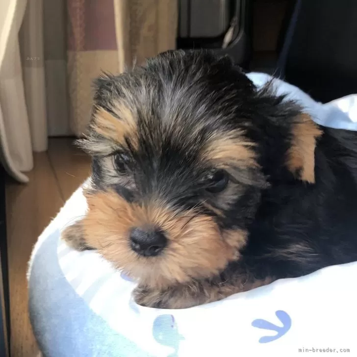 ID:2406-00883の子犬