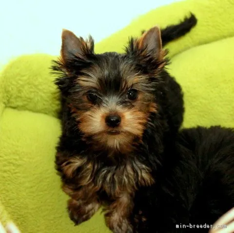 ID：1711-01526の子犬