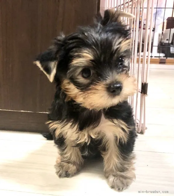 ID:2108-00277の子犬