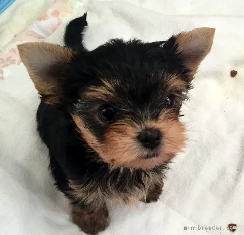 ID：1711-00512の子犬