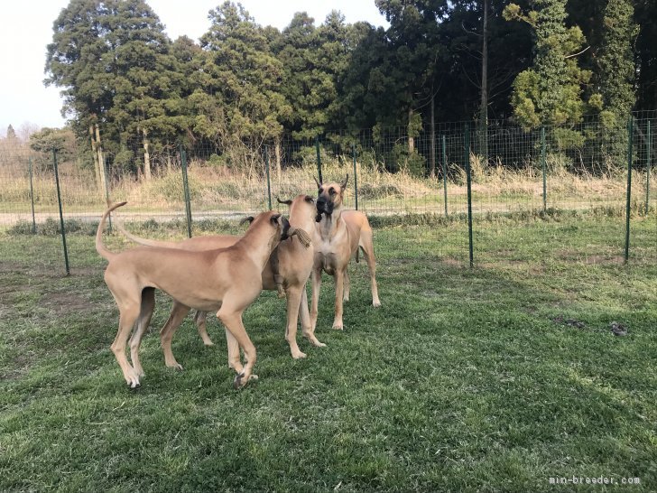 羽原寛人ブリーダーのブログ：はじめまして。