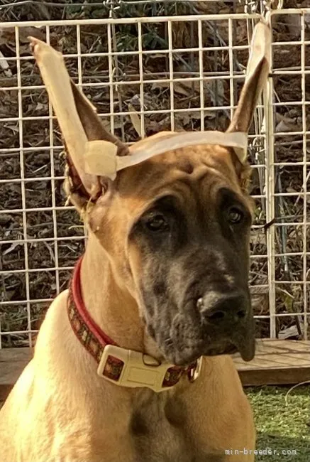 ID：2112-02667の子犬