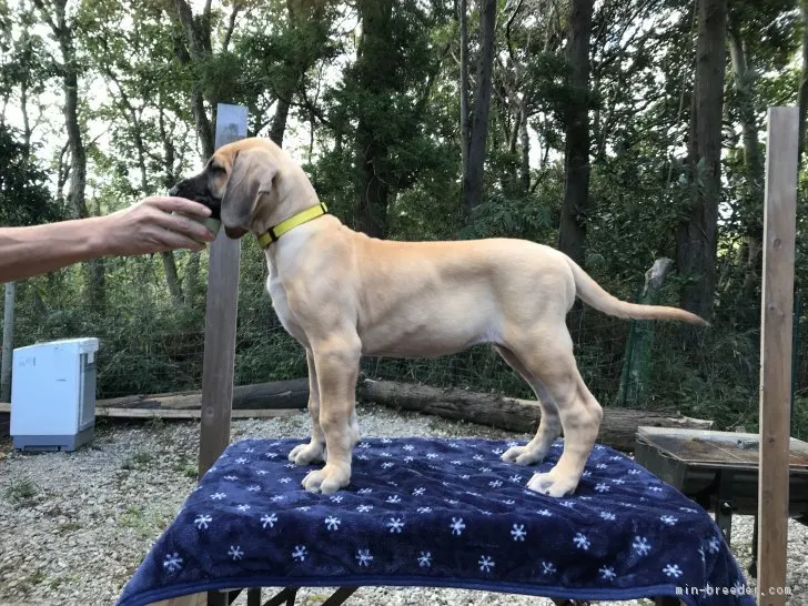 ID：1810-00331の子犬