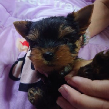 ヨークシャーテリア【大阪府・女の子・2024年9月21日・スティールブルー&タン】の写真「小振りで健康優良児」