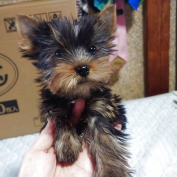 ヨークシャーテリア【大阪府・女の子・2025年8月5日・スティールブルー&タン】の写真「見た通りの可愛さ」