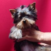 ヨークシャーテリア