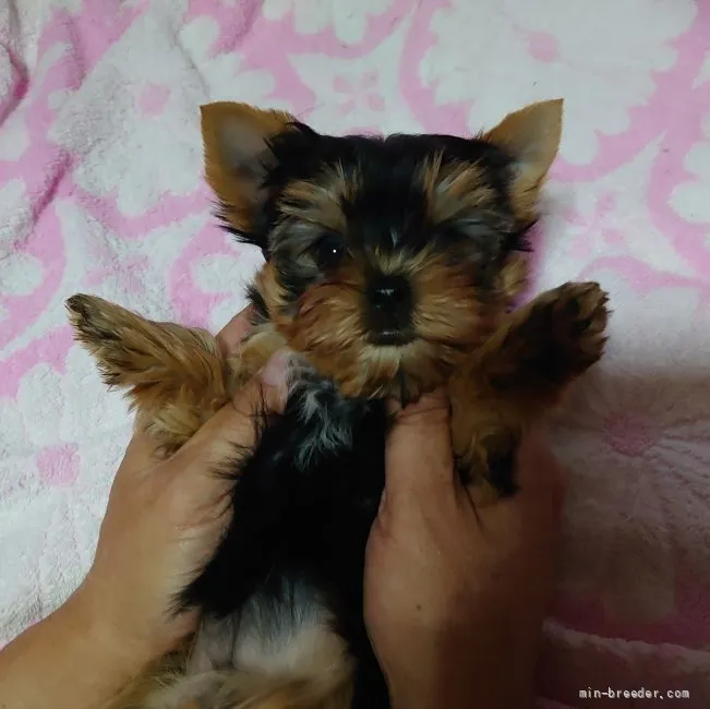 ID：2110-03171の子犬