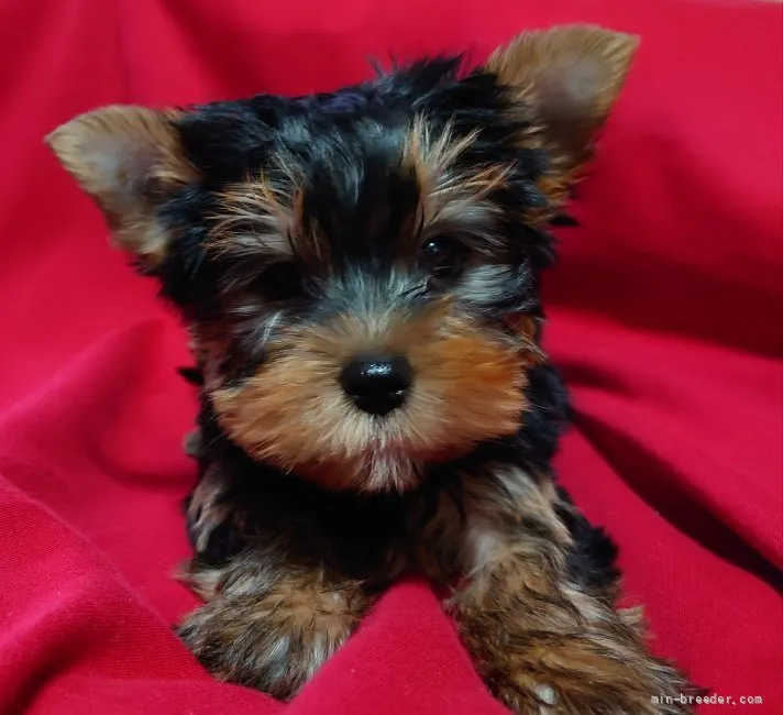 ID：2112-02050の子犬