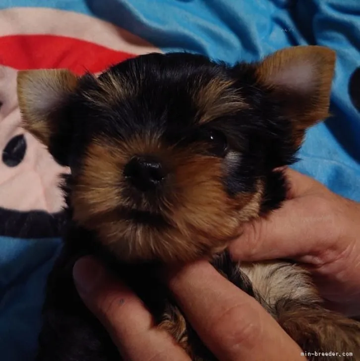 ID：2309-06837の子犬