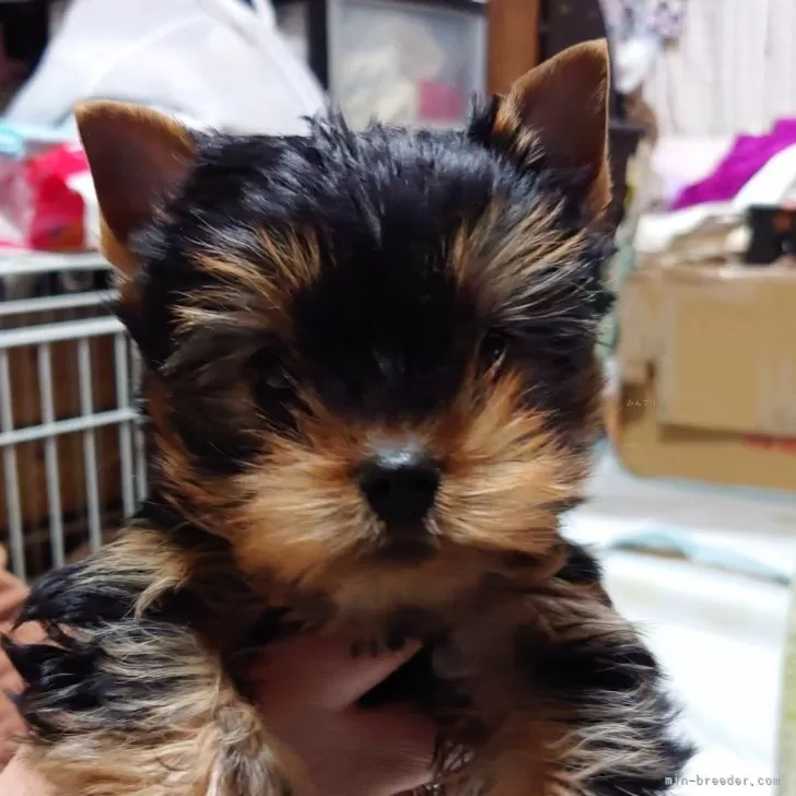 ID：2403-00467の子犬