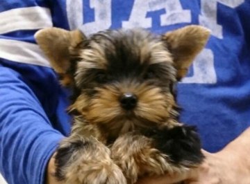 ヨークシャーテリア【大阪府・男の子・2018年12月23日・スチールブルー】の写真「小振りで、絶対に可愛いです！」