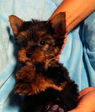 ヨークシャーテリア【大阪府・男の子・2019年7月2日・スティールブルー】の写真「只今、特別価格！
小さくて可愛さ抜群」