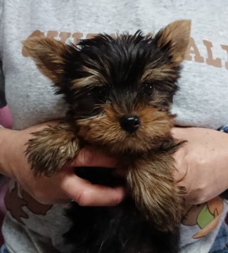 ヨークシャーテリア【大阪府・男の子・2018年10月28日・スティールブルー&タン】の写真「最高の血統、健全でハイクオリティ・陽気で可愛い顔」