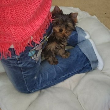 ヨークシャーテリア【大阪府・女の子・2018年10月28日・スティールブルー&タン】の写真「父親 韓国チャンピオン 母親 JKC.CH娘」