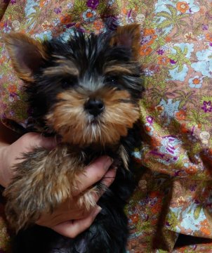 ヨークシャーテリア【大阪府・男の子・2019年7月2日・スチールブルー】の写真「健全で陽気です」