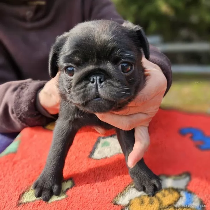 ID：2501-07957の子犬