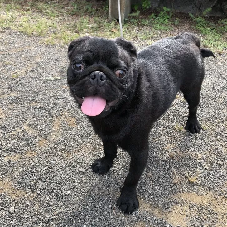 パグ【佐賀県・男の子・2024年11月29日・ブラック】の写真1