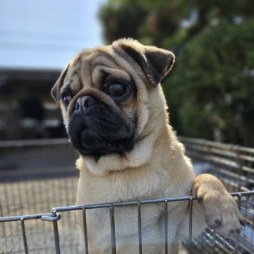 パグ【佐賀県・男の子・2024年7月20日・フォーン】の写真「　食欲旺盛、元気いっぱい順調に成長しています♪」