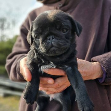 パグ【佐賀県・女の子・2024年11月29日・ブラック】の写真「　お引き渡しは先決順ですのでお早目の見学を♪」
