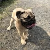 パグ