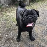 パグ