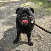 パグ