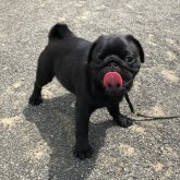パグ