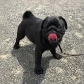 パグ