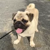 パグ
