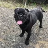 パグ