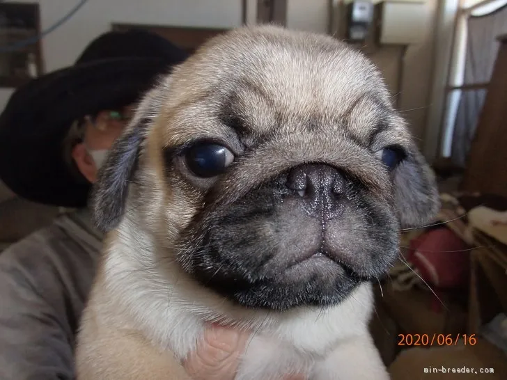 ID：2006-01777の子犬