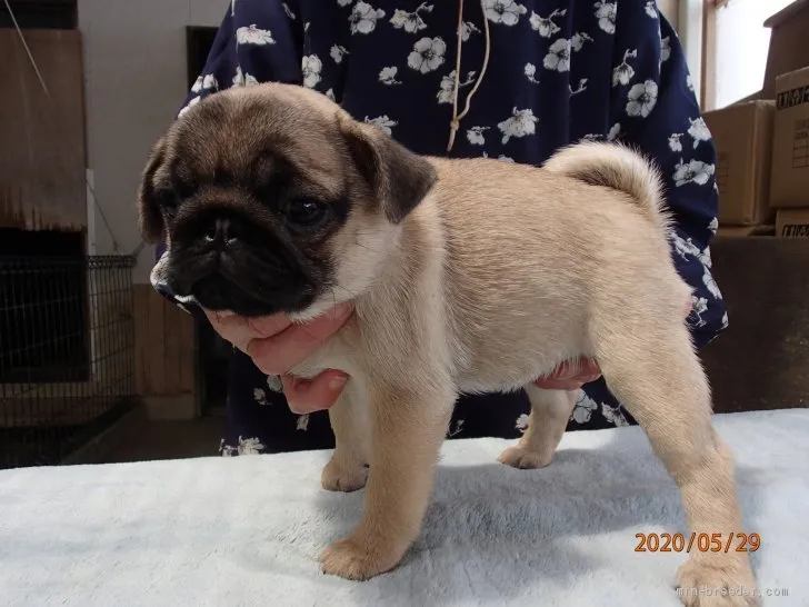 ID:2005-00963の子犬
